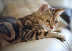 5种可能让你的猫感到焦虑的行为