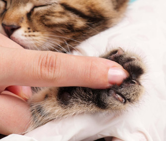 猫狗健康问题预防护理小贴士