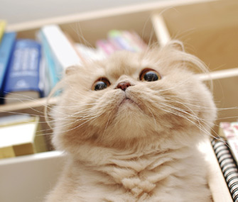 最受人们欢迎的猫咪有哪些？