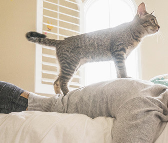 猫教会我们友谊的6堂课