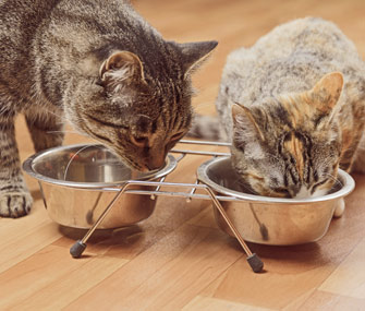 你怎么喂你的猫？