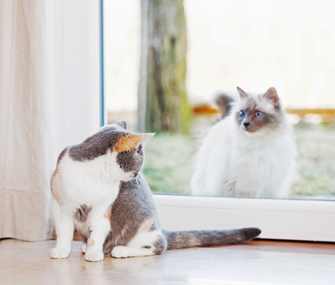 我的室内猫正受到户外猫的折磨