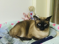 暹罗猫有哪些优点？