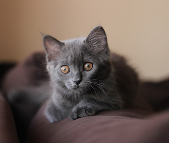猫能教我们什么是爱