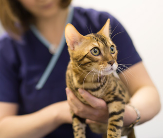 教你的小猫享受被梳理的乐趣