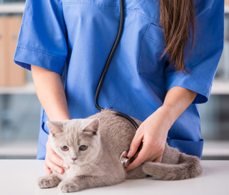 在宠物医院怎么缓解猫的焦虑