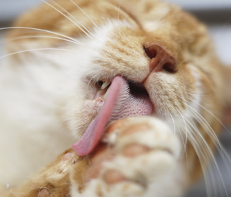 猫频繁梳理毛发是怎么回事？