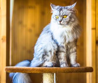 猫狗会变得抑郁吗？