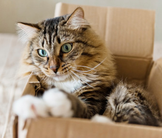 养一只猫需要准备什么东西？