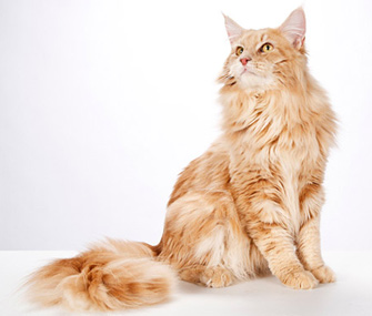 缅因猫的优缺点有哪些？