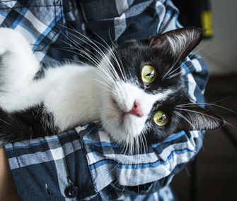 12个养猫新手经常问到的问题