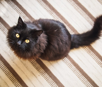如何帮助你的年长的狗或猫优雅地衰老