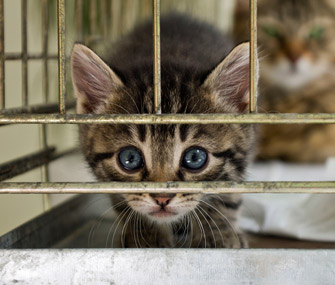 打算收养一只猫？在你做之前该考虑些什么