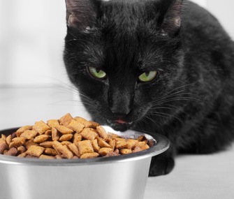 猫咪情感：教我的猫爱我的丈夫-步骤4