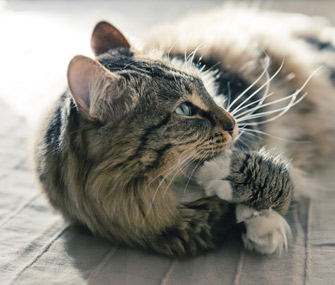 猫拔自己的毛是怎么回事？