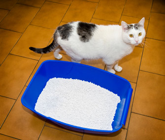 养猫最常见的猫砂盆问题
