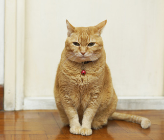 怎样训练猫坐下？