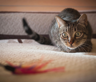 5种让狗和猫保持身形的秘密方法
