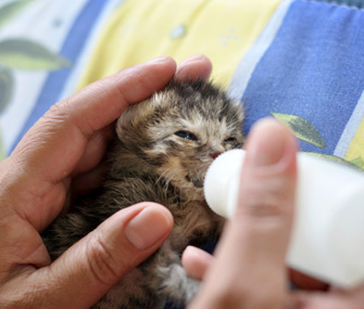 成功养育小猫的小贴士