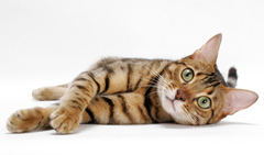 孟加拉猫性格怎么样？