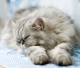 猫打呼噜正常吗？