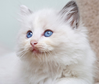 布偶猫性格怎么样？
