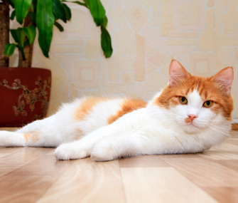 室内猫需要打疫苗吗？