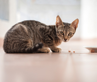 收养特殊需要的狗或猫之前，你应该做的6件事