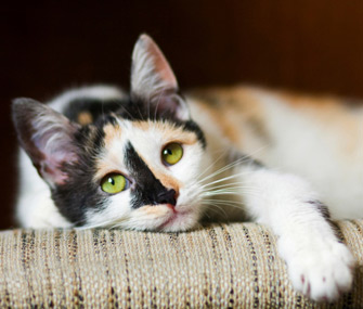猫的肚子不舒服怎么办？