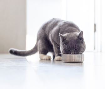 猫奇怪的饮食习惯——它们为什么这样做?