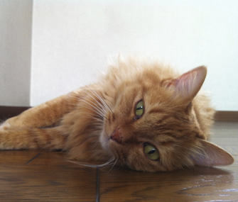 猫狗身上的10种癌症警告信号