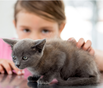 在为你的孩子养猫之前要考虑什么