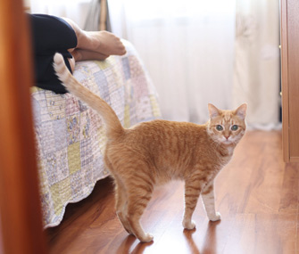 你的猫或狗可能让你生病的7种方式——以及如何修复它们