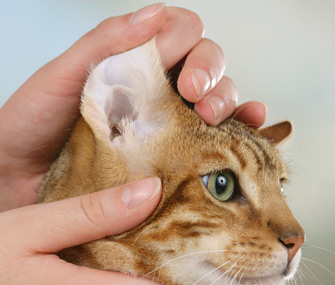 怎么给猫咪清洁耳朵？