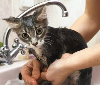 拥有一只狗或一只猫是否有助于改善人际关系？