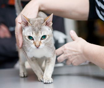 猫应该怎么抱是正确的？