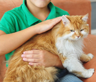 孩子和猫在一起:7件事要知道