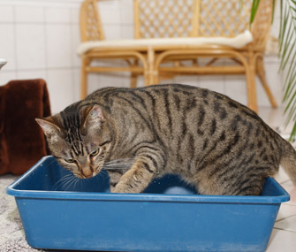 如何选择合适的猫砂