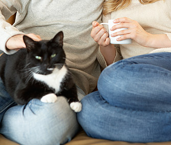寻找能和孩子相处的猫?考虑这12个品种