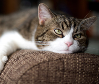 夏天的猫日:10只小猫完美地诠释了懒惰的艺术