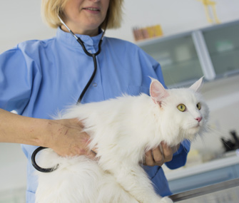 猫源性胰腺炎之谜