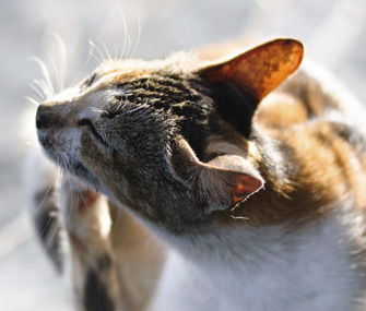 猫身上的疥癣：会让你的猫咪沮丧的螨虫