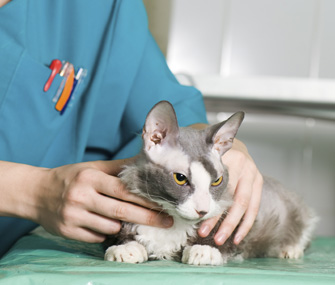狗或猫被诊断出患有癌症怎么办？