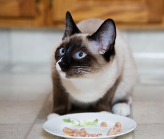 喂食太多东西会伤害我们的猫和狗吗？