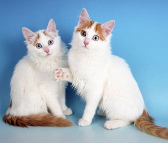 11种你可能从未听说过的猫