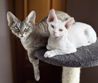 我应该再养一只猫吗？