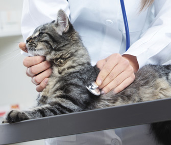 关于狗和猫的心肌病你需要知道什么
