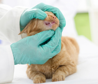 关于猫的口腔炎你需要知道什么