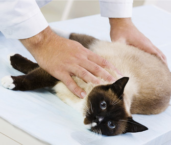 关于猫狗乳腺癌你应该知道什么