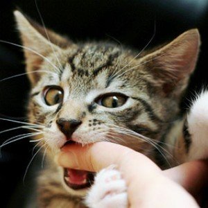 猫的攻击性强怎么解决？